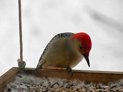 <b>Red Bellied Woodpecker</b><br>Jan 23rd