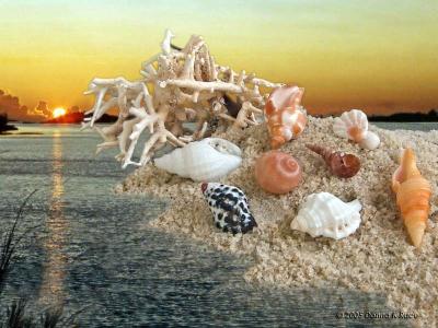 Beachcombings...    Shells, Corals, and More