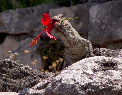 Iguana eating a hibiscus flower in Tulum