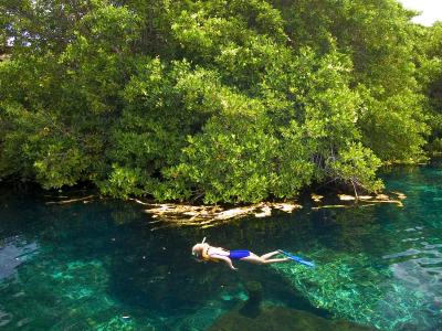 JoAnn snorkling in the crystal clear waters of a mangrove swamp