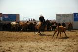 Horse Cutting with Jena, Rick and Anastasia