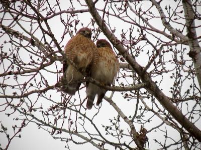 **Tale of Two Hawks**   **  2005 **