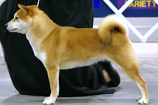 Shiba Inu