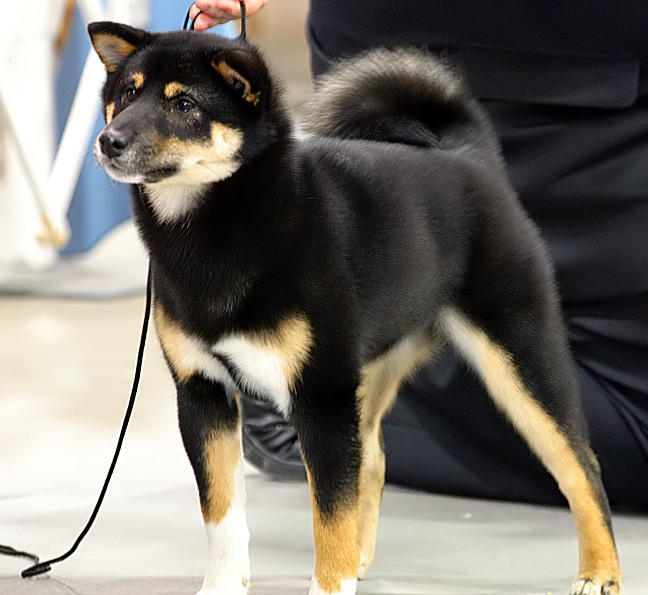 Shiba Inu