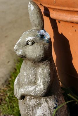 Rabbit
