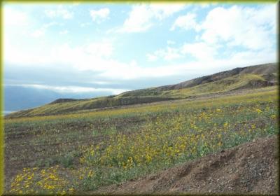 Fields of Desert Sunflowers