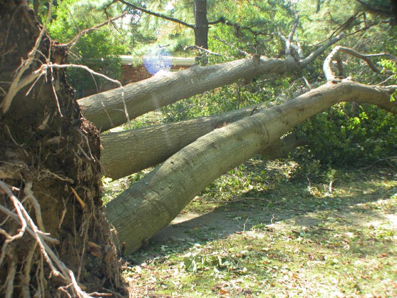 Tree and utility pole