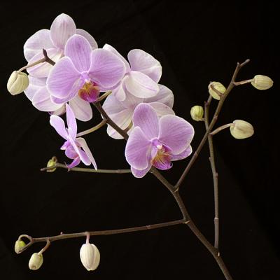 3/23/05 - Orchids Again