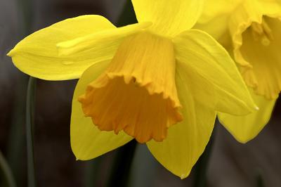 3/24/05 - Daffy