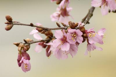 3/26/05 - Cherry Blossoms