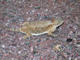 Regal Horned Lizard