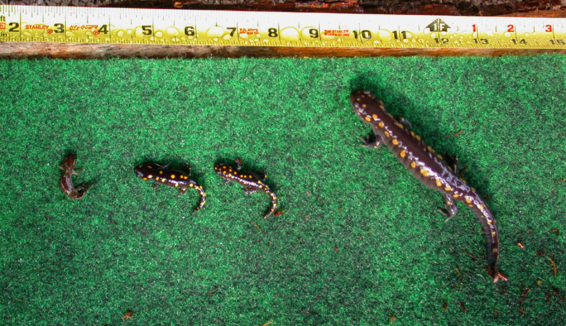 A. maculatum - 3 stages #2