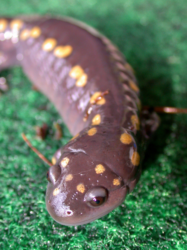 A. maculatum - Big Momma