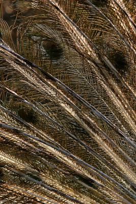 u7/elipio/medium/41156594.Peacockabstract.jpg