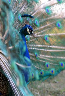 u7/elipio/medium/41249554.Peacock4.jpg