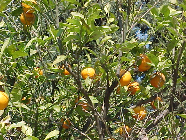 Oranges in Winter