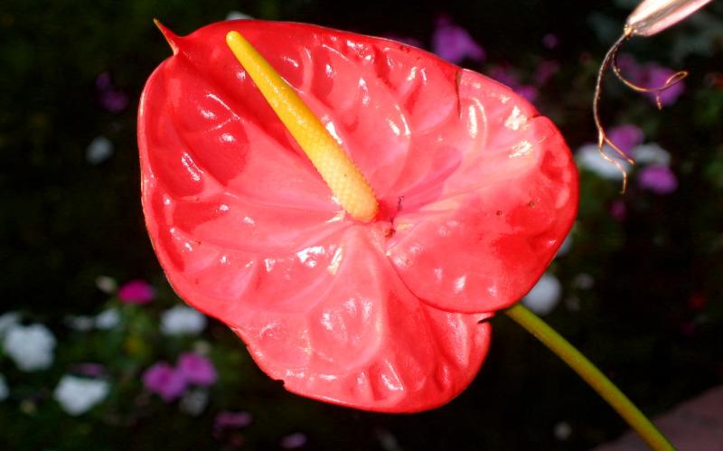 Anthurium .JPG