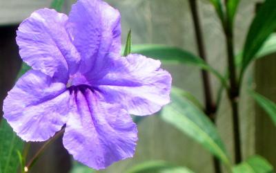 Purple flower.JPG