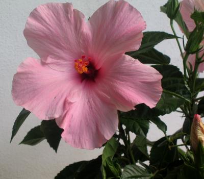 Pink Hibiscus.JPG