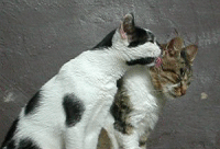 Cats