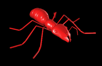 Ant