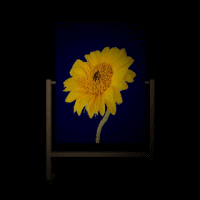u7/erichmangl/upload/1156589.manglat1wwwmanglat.gif