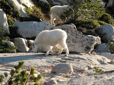 Three Goats