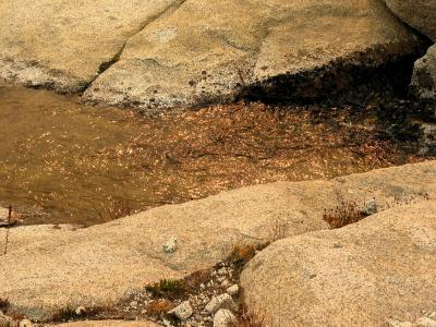 u7/ericnoel/medium/30254076.goldenwaterripples.jpg