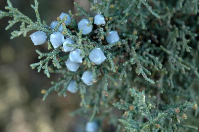 Juniper Berries