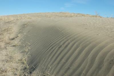 Dune Forming