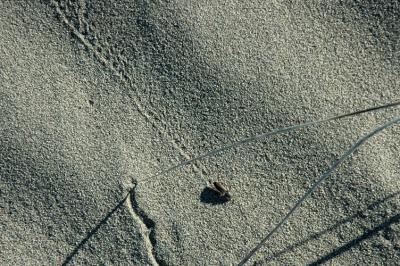 Bug On Sand