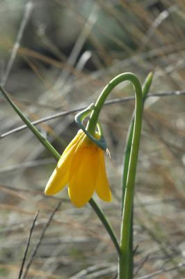 Spring Bloom