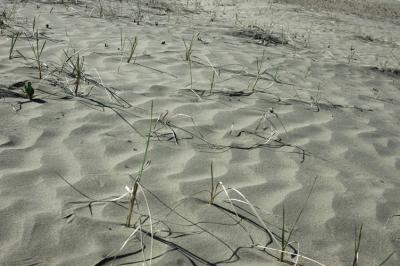 Grasses and Sand