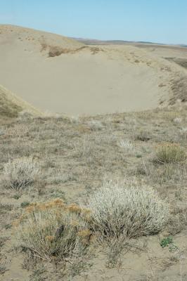 Dunes and Bushes
