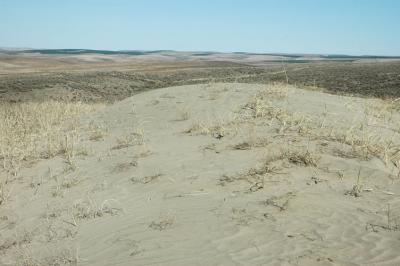Distant Farmland