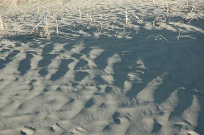 Dune Shadows with Grasses