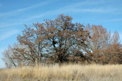 Tree in Field