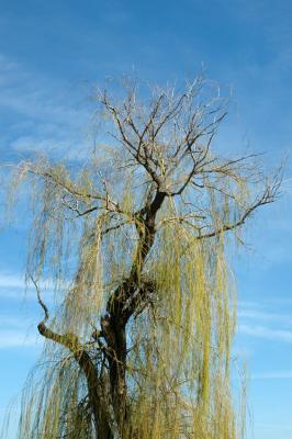 Willowy Tree