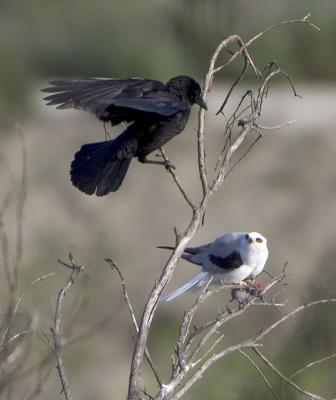 Crow and White-tailed Kite
