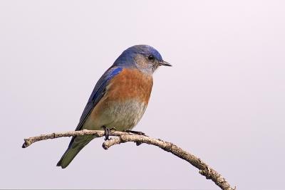 Western Bluebird