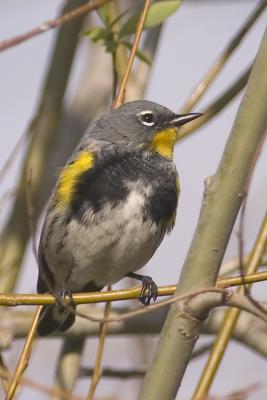 Yellow-rumped Warbler