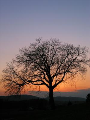 Tree after Sunset