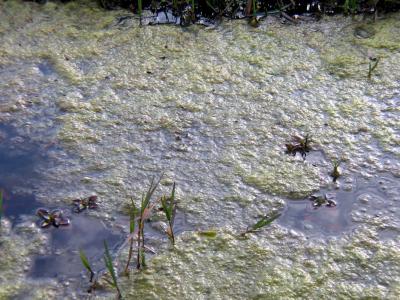 u7/etfitz/medium/41166100.algae2.jpg