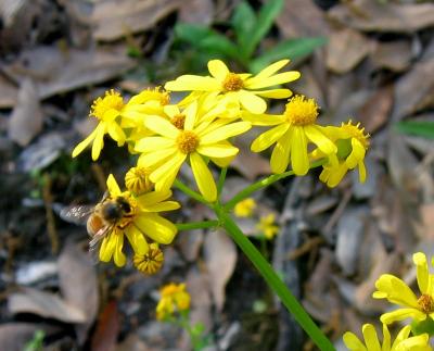 u7/etfitz/medium/41271463.wildflowerbee.jpg