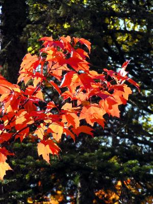 Maple leaves-bloomquist mt   2003