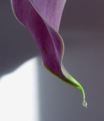 Calla Jewel