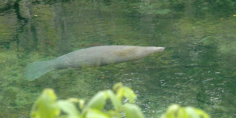 Adult Manatee