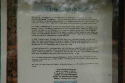 Information about the Big Tree