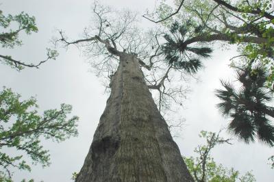 138 feet tall, 165 before 1925 hurricane