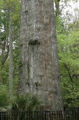 The massive trunk